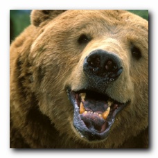 http://idioms.thefreedictionary.com/grin+and+bear+it
